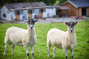 肯德尔Newlands Farm Stables的两只羊站在草地上