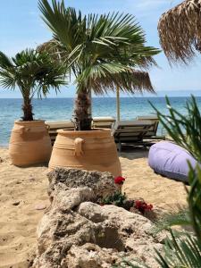 斯卡拉索提罗斯Byblos Mare-The Exclusive Beach Front Villa的海滩上两棵盆栽树木