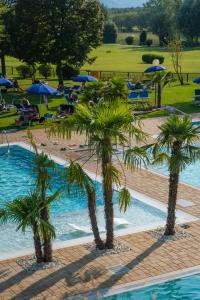 阿巴诺泰尔梅Hotel Terme Leonardo的游泳池内三棵棕榈树,配有遮阳伞