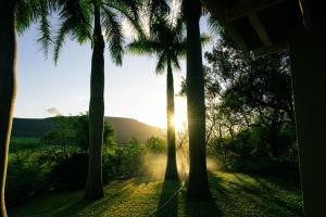 Pongola Game Reserve塔姆波迪住宿加早餐酒店的棕榈树下的日落