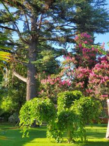 卢汉德库约Quinta Ugarte的公园里一棵大树,花粉红色
