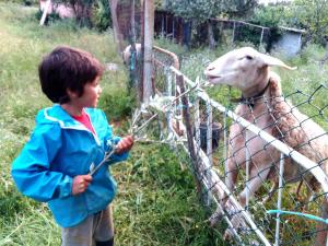 PesoLugar nas Estrelas的一只小男孩在围栏后面看羊