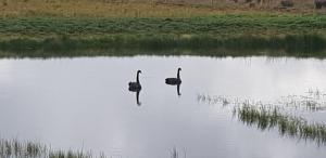 SmeatonNew Horizons Farm Stay的两只鸟在水体中游泳