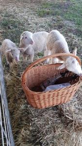 SmeatonNew Horizons Farm Stay的一只 ⁇ 子旁边站着三只羊