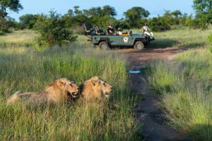 提姆巴瓦提禁猎区Kambaku Safari Lodge的两只狮子坐在高大的草上,拿着吉普车