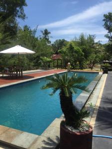 外南梦Red island villas的游泳池旁的棕榈树