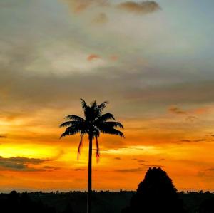 萨兰托Casa Pachamama的日落前的棕榈树