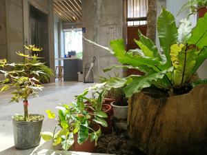 车城墾丁 住在Zhuzai的满盆栽的植物的房间