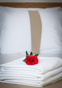 伊斯坦布尔Zeyn Otel Istanbul的白色毛巾上坐着红玫瑰