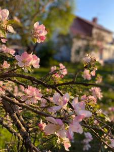 斯克伦达Skrunda Apartments Elandrum的树枝上有一棵树枝,上面有粉红色的花