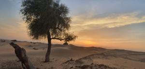 BaţīnAl Khateem Art Hub的沙漠中的一棵树,在后面有日落