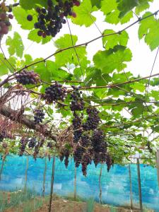 Pang Ung梦度假民宿的挂在树上的一束黑色葡萄