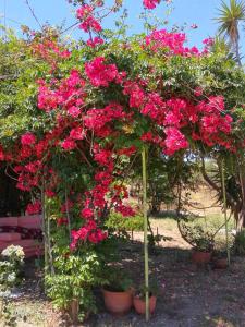 VingláfiaMegris Country Houses的一群在树下盆子里的粉红色花