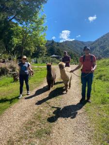 塔卡卡Alpacas Off Grid - Eco Cabin的两个人在土路上走两只狗