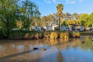 莫阿马Discovery Parks - Maidens Inn Moama的两条狗在河里游泳