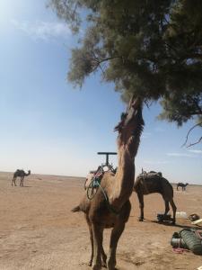 瓦尔扎扎特达尔法哈娜住宿加早餐旅馆的一只骆驼站在沙漠的树旁