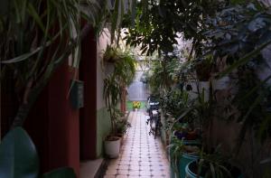雅典帕格瑞什青年旅舍的楼里满盆植物的小巷