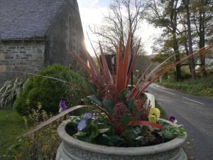 卡罗代尔Carradales Luxury Guest House的路边一盆花盆,里面栽有植物