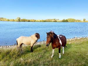 霍伊比霍伊毕索酒店的两匹马站在水体附近的草上
