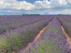 VilleneuveGites Mas Du Cadranier的紫色的薰衣草,背景的人