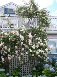 丹尼斯港英式花园酒店的白色围栏上一丛粉红色玫瑰