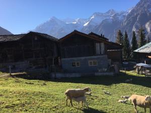 格雷兴Chalet Safran的一群羊在房子前面的田野上放牧