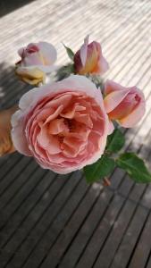皮拉尔La Ignacia Bed and Breakfast的一张桌子上一团粉红色的玫瑰
