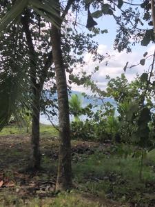 卡维塔Papaya Wildlife Lodge的透过树林欣赏海景
