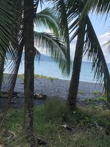 卡维塔Papaya Wildlife Lodge的从两棵棕榈树之间欣赏海滩美景