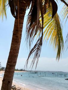 巴拉格兰德Suíte Bella Vista的海滩上的棕榈树和水中的人们