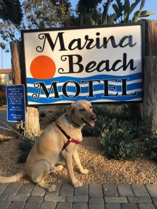 圣巴巴拉玛丽娜海滩汽车旅馆的坐在码头海滩汽车旅馆标志前的狗