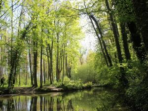 TrefconLeval的树木繁茂的林地里的小溪