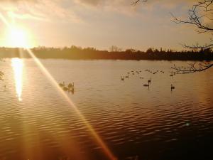 哥本哈根哥本哈根皇家住宿酒店的一群鸭子在日落时分在湖中游泳