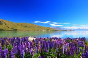 特卡波湖湖蓝水度假村的紫色花田,紧靠水体