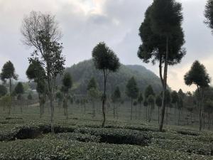 Leye悟 佐茶 Satori tea的山地里的一群树木
