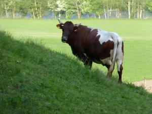 兰格尔斯道夫Ferien-am-Bauernhof-Wohnung-3的站在草地上的棕色和白色牛