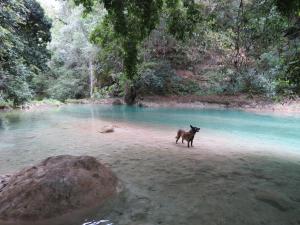 El NaranjoBel-Há Ecoparque的一条狗站在河边的水面上