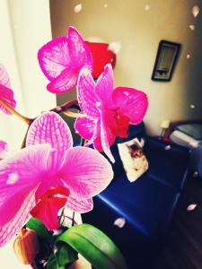 马里博尔Apartma MB-Center的沙发旁的花瓶里两朵粉红色的花
