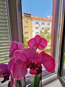 马里博尔Apartma MB-Center的窗户上装有粉红色花的花瓶