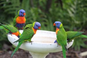 耐莉湾曼德勒阿马鲁度假村的鸟浴上四只五彩缤纷的鸟