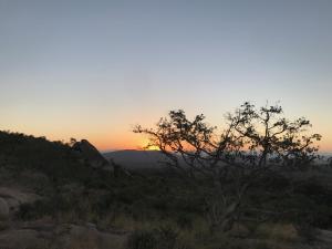 雾观Nkambeni Safari Camp的沙漠中的日落,在前方有一棵树