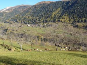 菲施Attractive chalet in Fiesch Wiler with views的一群牛在绿色的田野上放牧,以山为背景