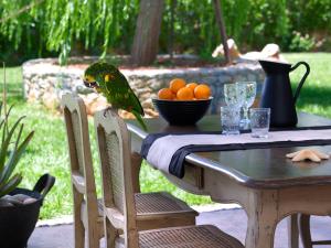 玛利亚玛利亚太阳村套房精品公寓式酒店的一只鸟站在桌子上,放着一碗橘子