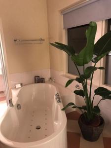 埃尔斯佩特斯塔肯贝格陆威酒店的浴室内设有一个白色浴缸及植物
