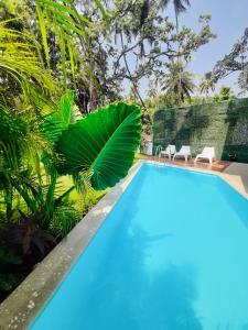 卡兰古特HALF Hotel, Calangute的拥有蓝色海水和绿色植物的游泳池
