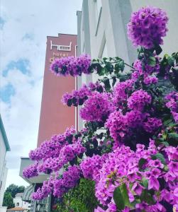 默主歌耶迪娜酒店的一座建筑前的一大束紫色花