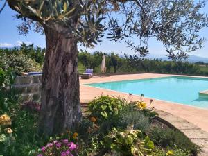 科莱费罗8 bedrooms villa with private pool enclosed garden and wifi at Segni的花园中的一个游泳池,花园中有一个树