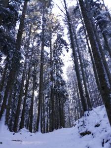 菲乌马尔博Hotel Bristol的一片树木,地面上积雪