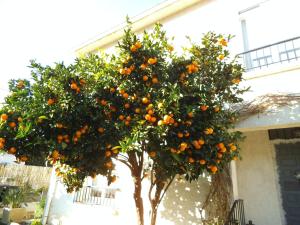 佩皮尼昂Au Bougainvillier的一座建筑物前面一棵满是橘子的树