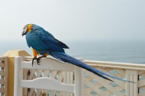米勒福特Sallys的坐在椅子上的蓝色和橙色鸟